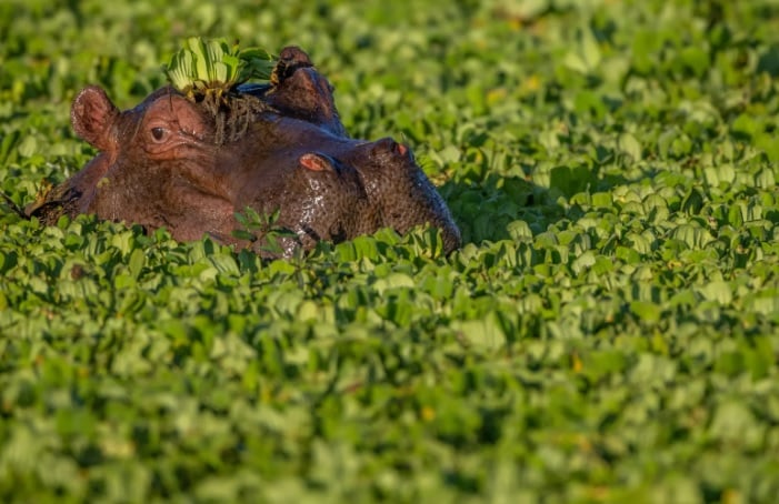 8 Day South Luangwa Wildlife Photography Pangolin Safari 